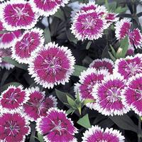 Telstar Purple Picotee Dianthus