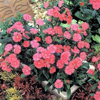 Telstar Salmon Dianthus