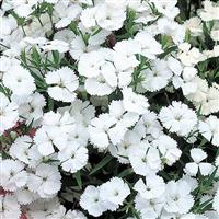 Telstar White Dianthus
