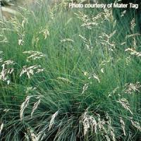 Festuca Elijah Blue