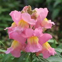 Statement Pink Snapdragon
