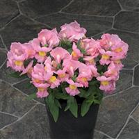 Statement Pink Snapdragon