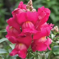 Statement Rose Snapdragon
