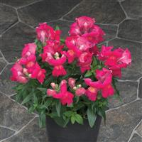 Statement Rose Snapdragon