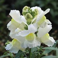 Statement White Snapdragon