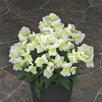 Statement White Snapdragon
