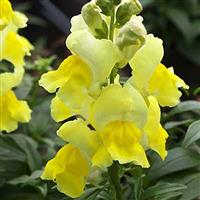 Statement Yellow Snapdragon