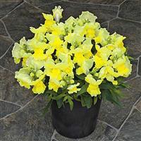 Statement Yellow Snapdragon