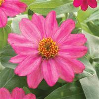Belize Cherry Zinnia
