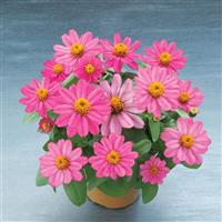 Belize Cherry Zinnia