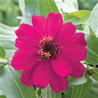 Belize Rose Zinnia