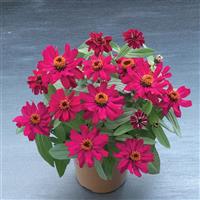 Belize Rose Zinnia