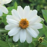 Belize White Zinnia
