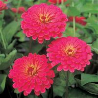 Sun Cherry Zinnia