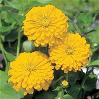 Sun Gold Zinnia