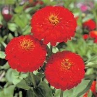 Sun Red Zinnia