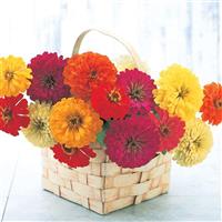 Sun Formula Mix Zinnia