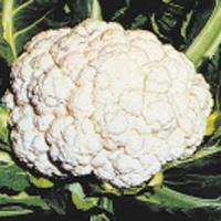 Snow Crown Cauliflower