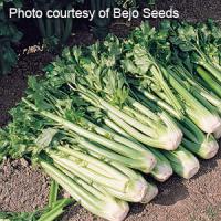 Tango Celery