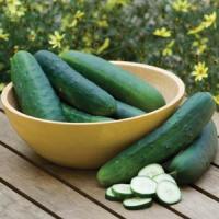 Burpee Hybrid II Cucumber
