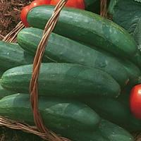Bush Champion Cucumber
