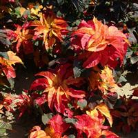 Carnival Amaranthus