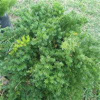 Mazeppa Asparagus
