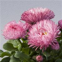 Bam Bam Rose Bellis