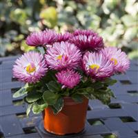 Bam Bam Rose Bellis