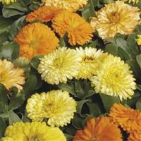 Bon Bon Mix Calendula