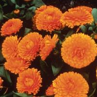 Bon Bon Orange Calendula