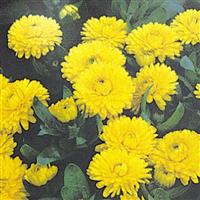 Bon Bon Yellow Calendula