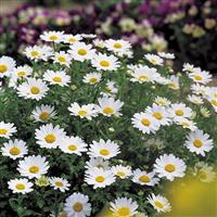 Snowland Chrysanthemum