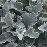 Cirrus Dusty Miller