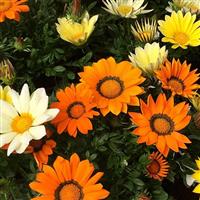 Enorma Mix Gazania