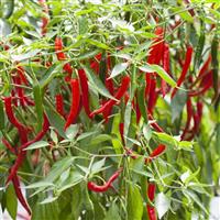 Longhorn Pepper