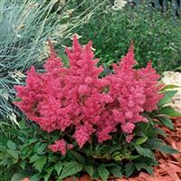 Astilbe Astary Rose