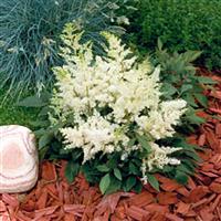 Astilbe Astary White