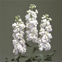 Canneto White Matthiola