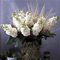 Canneto White Matthiola