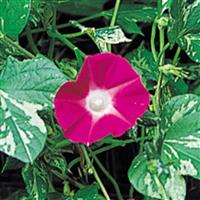 Happy Hour Rose Morning Glory