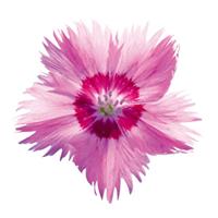 Dianthus Rosequartz