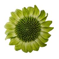Echinacea Prairie Blaze Green