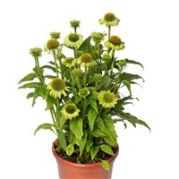 Echinacea Prairie Blaze Green