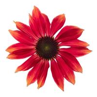 Echinacea Prairie Blaze Orange Sunset