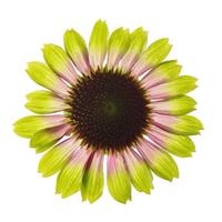 Echinacea Prairie Blaze Vintage Lime