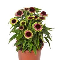 Echinacea Prairie Blaze Vintage Lime