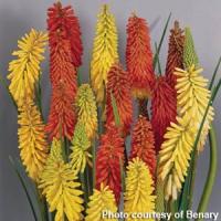 Kniphofia Flamenco Mix