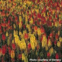 Kniphofia Flamenco Mix