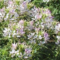 Sparkler 2.0 Blush Cleome